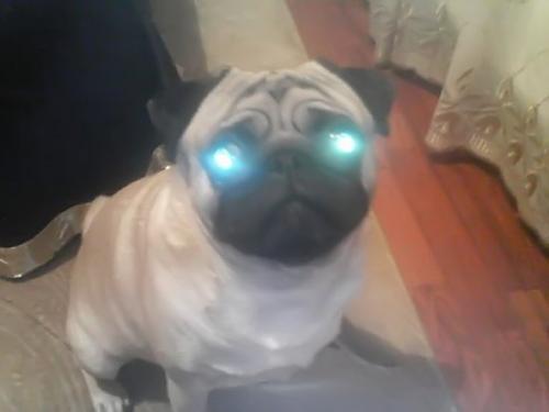 çaki Erkek Pug