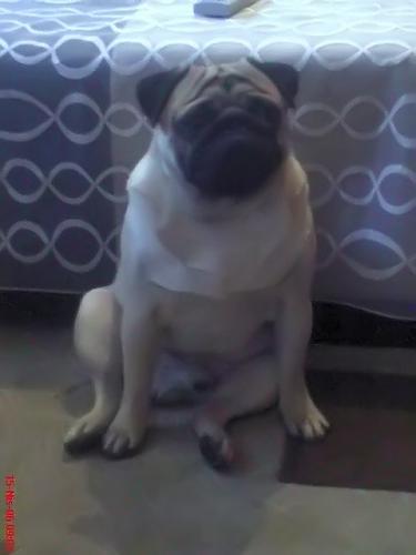 çaki Erkek Pug