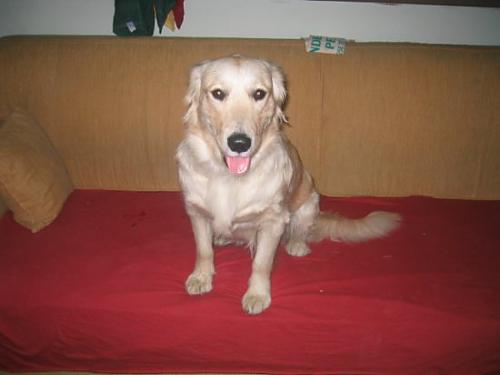 ruby Dişi Golden Retriever