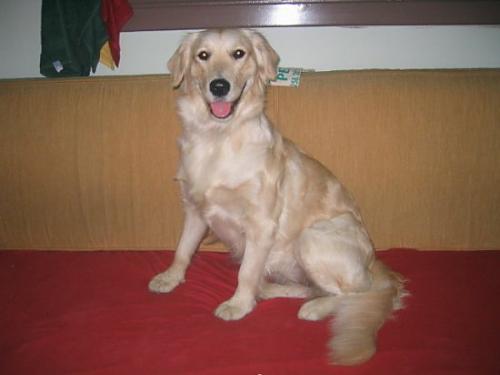 ruby Dişi Golden Retriever