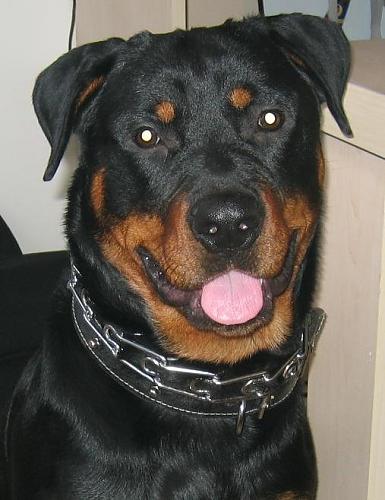 abbas Erkek Rottweiler