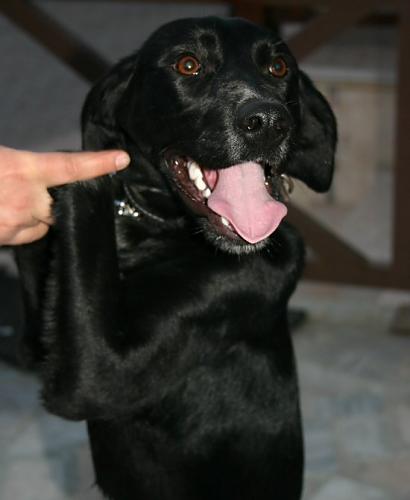 bigudi Dişi Labrador Retriever