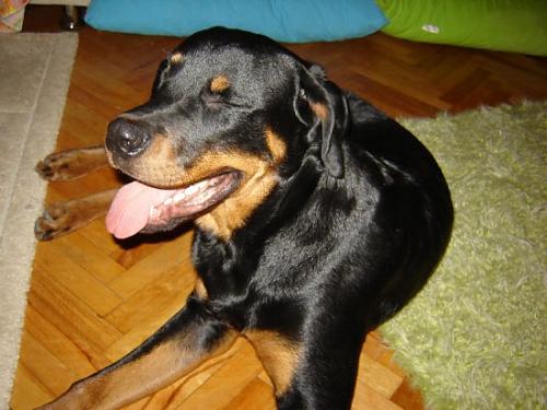 paty Erkek Rottweiler