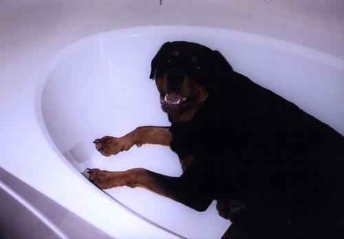 angel Dişi Rottweiler