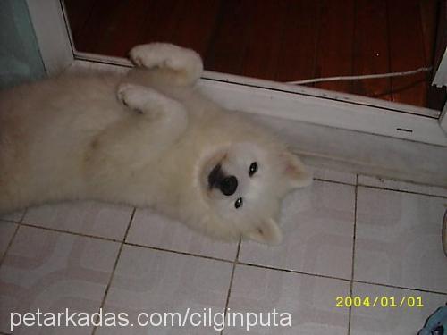 puta Dişi Samoyed