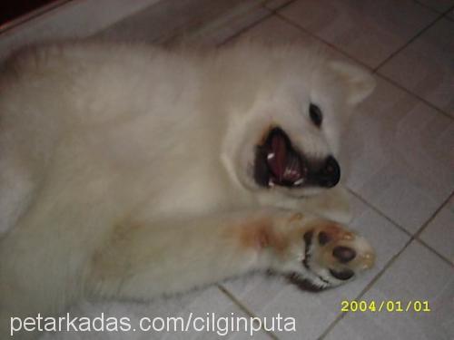 puta Dişi Samoyed