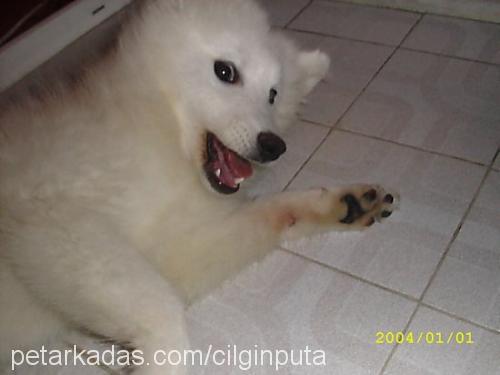 puta Dişi Samoyed