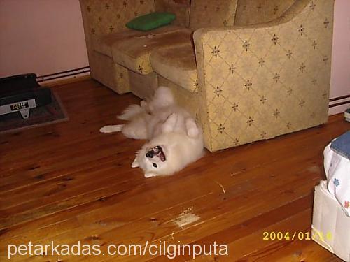 puta Dişi Samoyed