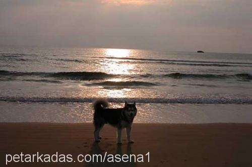 asena Dişi Alaskan Malamute