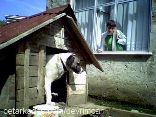 bethowen Erkek Kangal