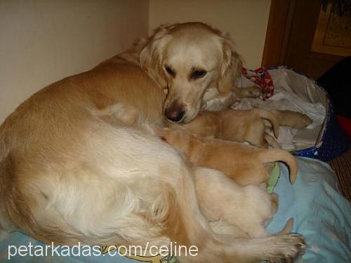 şerbet Dişi Golden Retriever