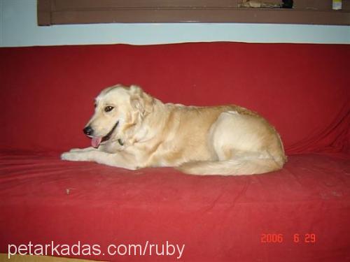 ruby Dişi Golden Retriever