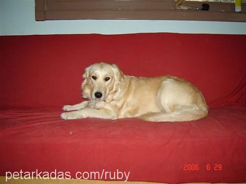 ruby Dişi Golden Retriever