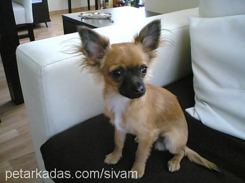 şiva Erkek Chihuahua