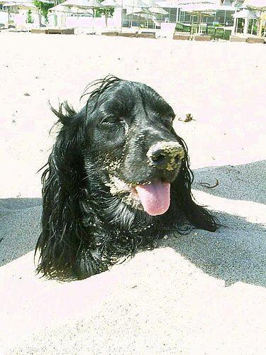 gonzo Erkek İngiliz Cocker Spaniel