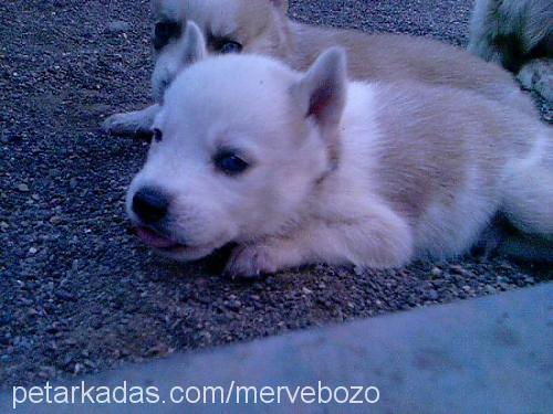 lady Dişi Sibirya Kurdu (Husky)