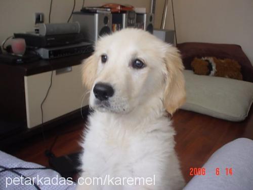 karemel Dişi Golden Retriever