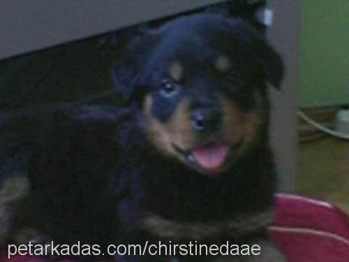 cherie borchka Dişi Rottweiler