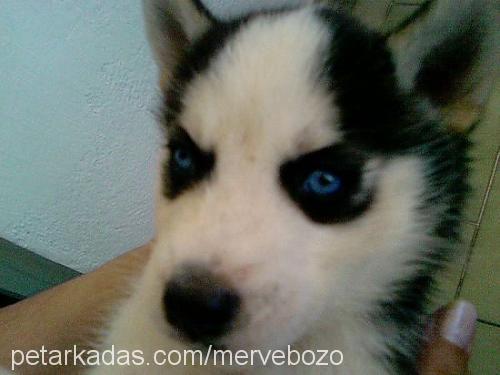 whisky Erkek Sibirya Kurdu (Husky)