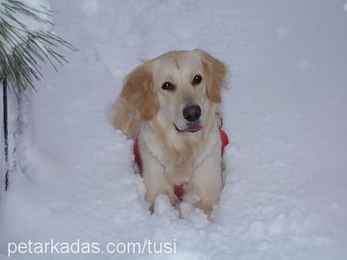 tusi Dişi Golden Retriever