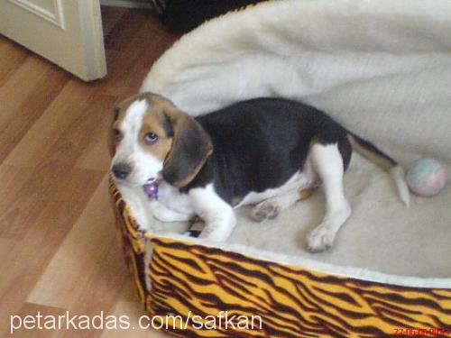 puppy Erkek Beagle