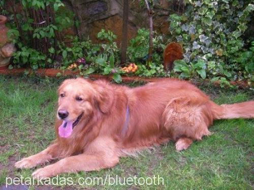 bulut Erkek Golden Retriever