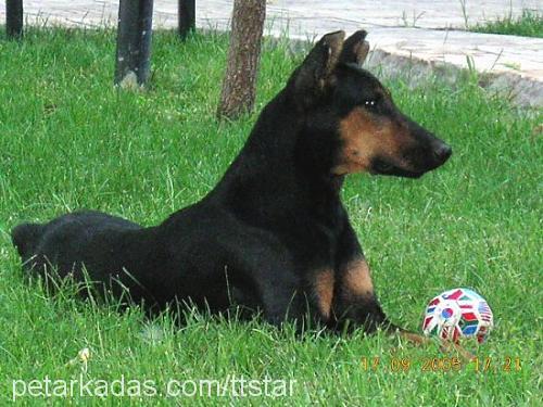 lusi Dişi Doberman Pinscher