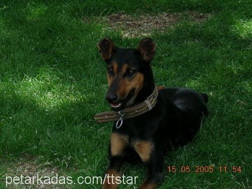 lusi Dişi Doberman Pinscher