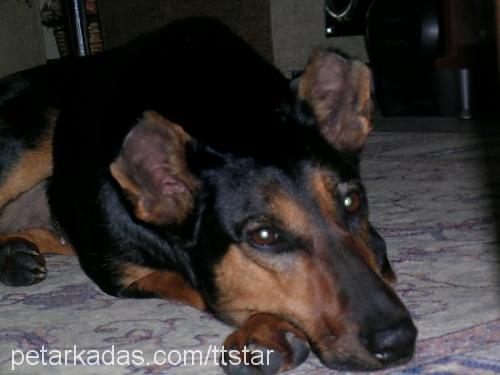 lusi Dişi Doberman Pinscher