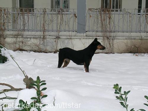 lusi Dişi Doberman Pinscher