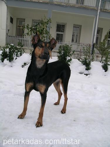 lusi Dişi Doberman Pinscher