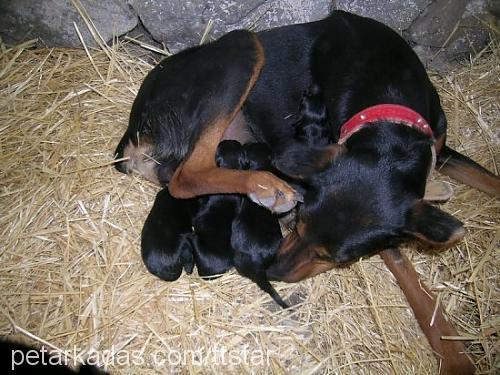 lusi Dişi Doberman Pinscher