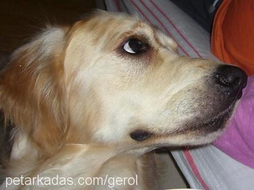 gofret Erkek Golden Retriever