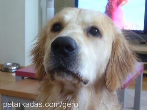 gofret Erkek Golden Retriever