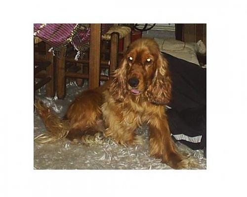 waflle Erkek Amerikan Cocker Spaniel