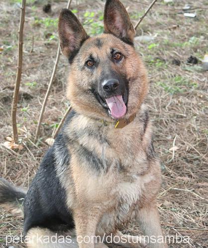 lucky Dişi Alman Çoban Köpeği