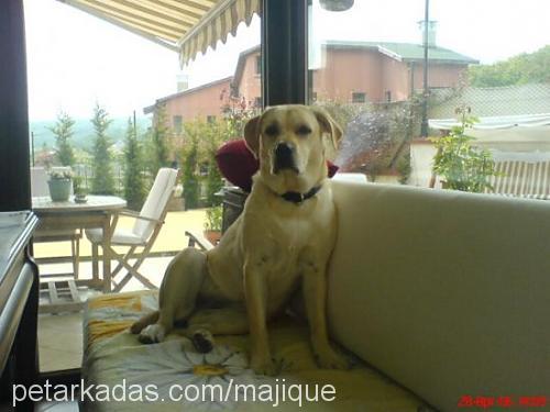 jolie Dişi Labrador Retriever