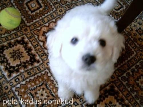 öfkeli Erkek West Highland White Terrier