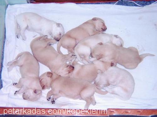 kont Erkek Golden Retriever