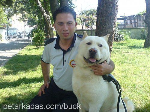 buck Erkek Akita İnu