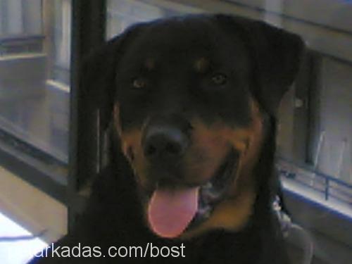 kopuk Erkek Rottweiler