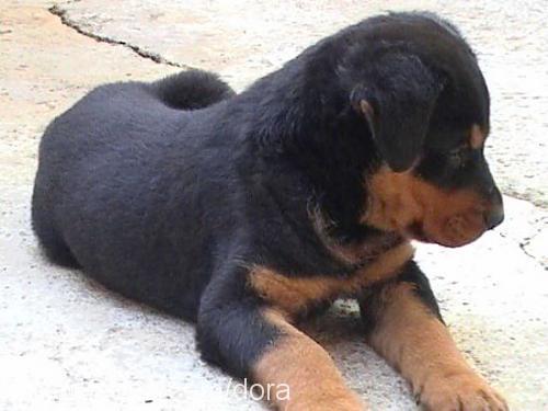 dora Erkek Rottweiler