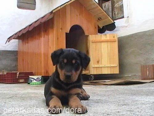 dora Erkek Rottweiler