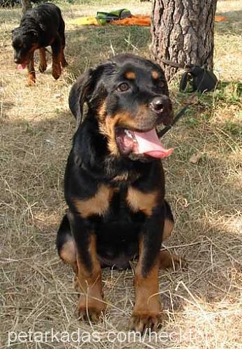 hecktor Erkek Rottweiler