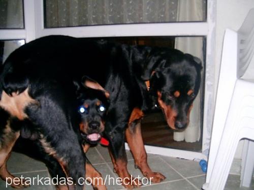 hecktor Erkek Rottweiler