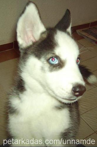 auril Erkek Sibirya Kurdu (Husky)