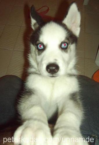 auril Erkek Sibirya Kurdu (Husky)