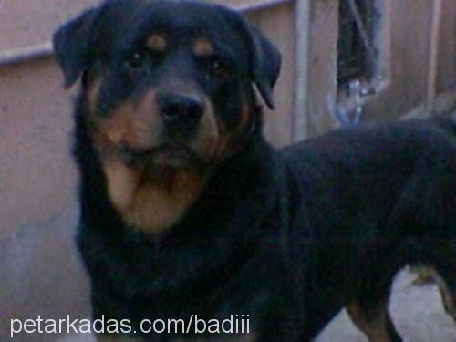 badi Erkek Rottweiler