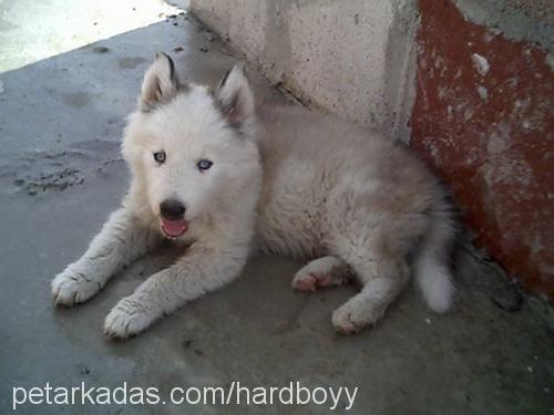 ozzy Erkek Sibirya Kurdu (Husky)