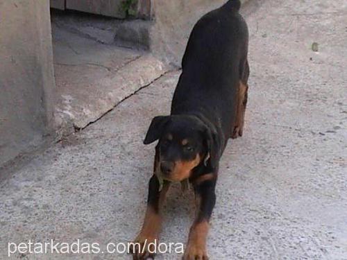 dora Erkek Rottweiler